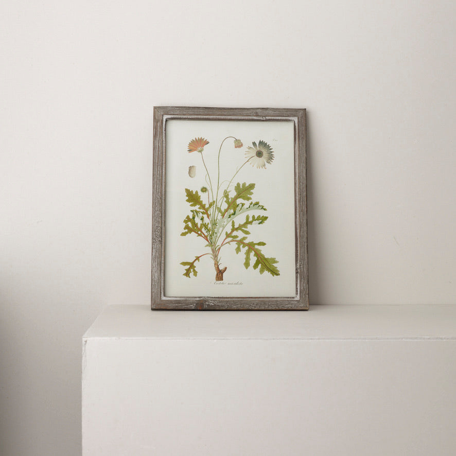 Wooden Framed Botanical Art (3)