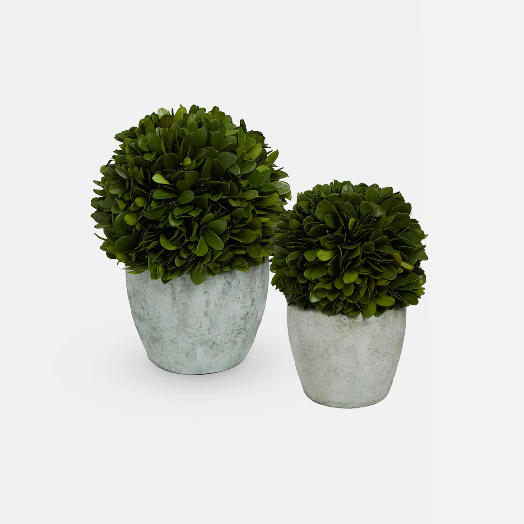 Potted Topiary Trees