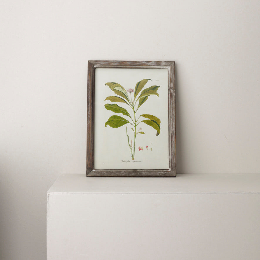 Wooden Framed Botanical Art (1)