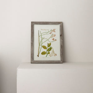 Wooden Framed Botanical Art (4)